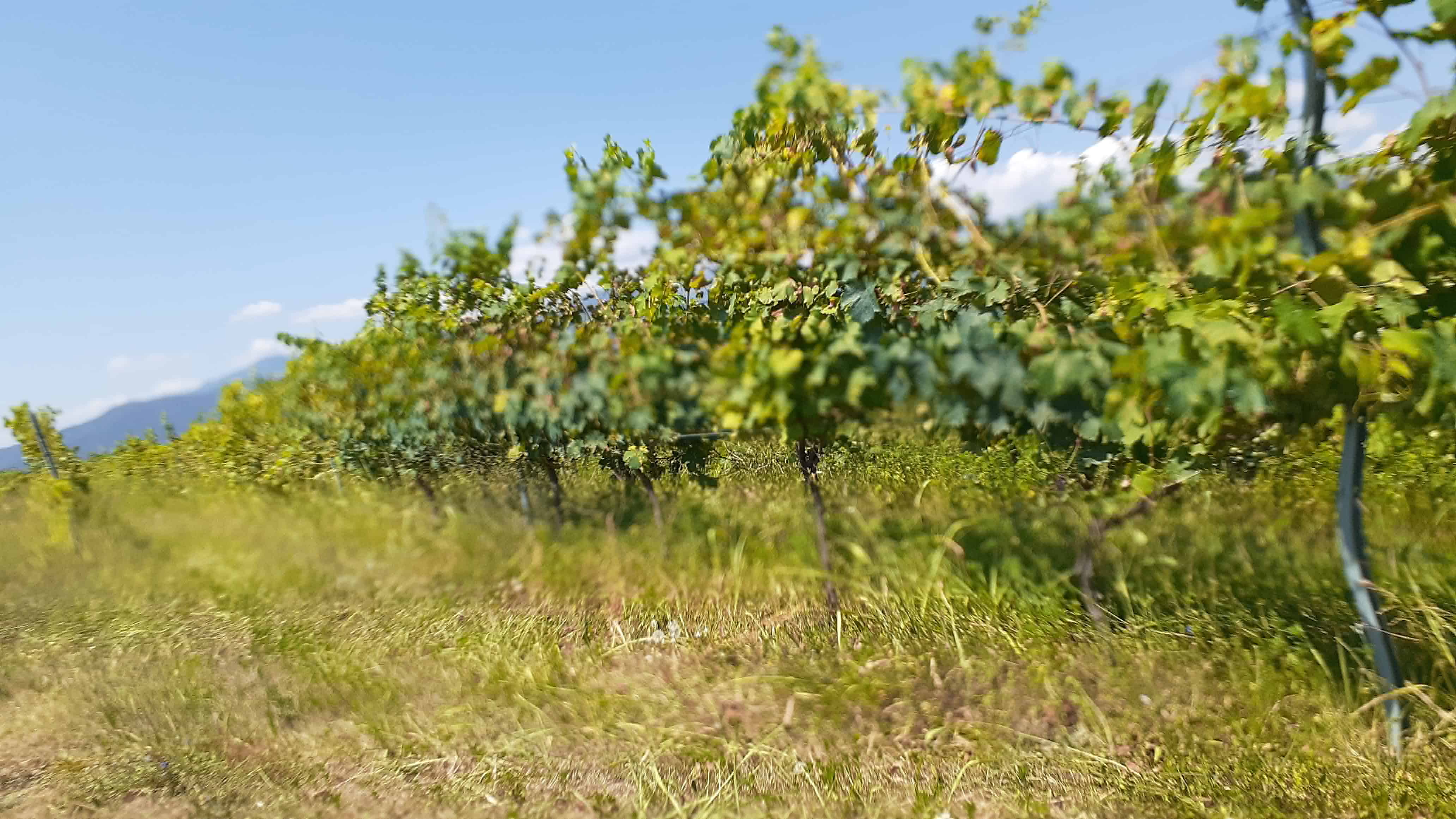 Winegrowers facing drought