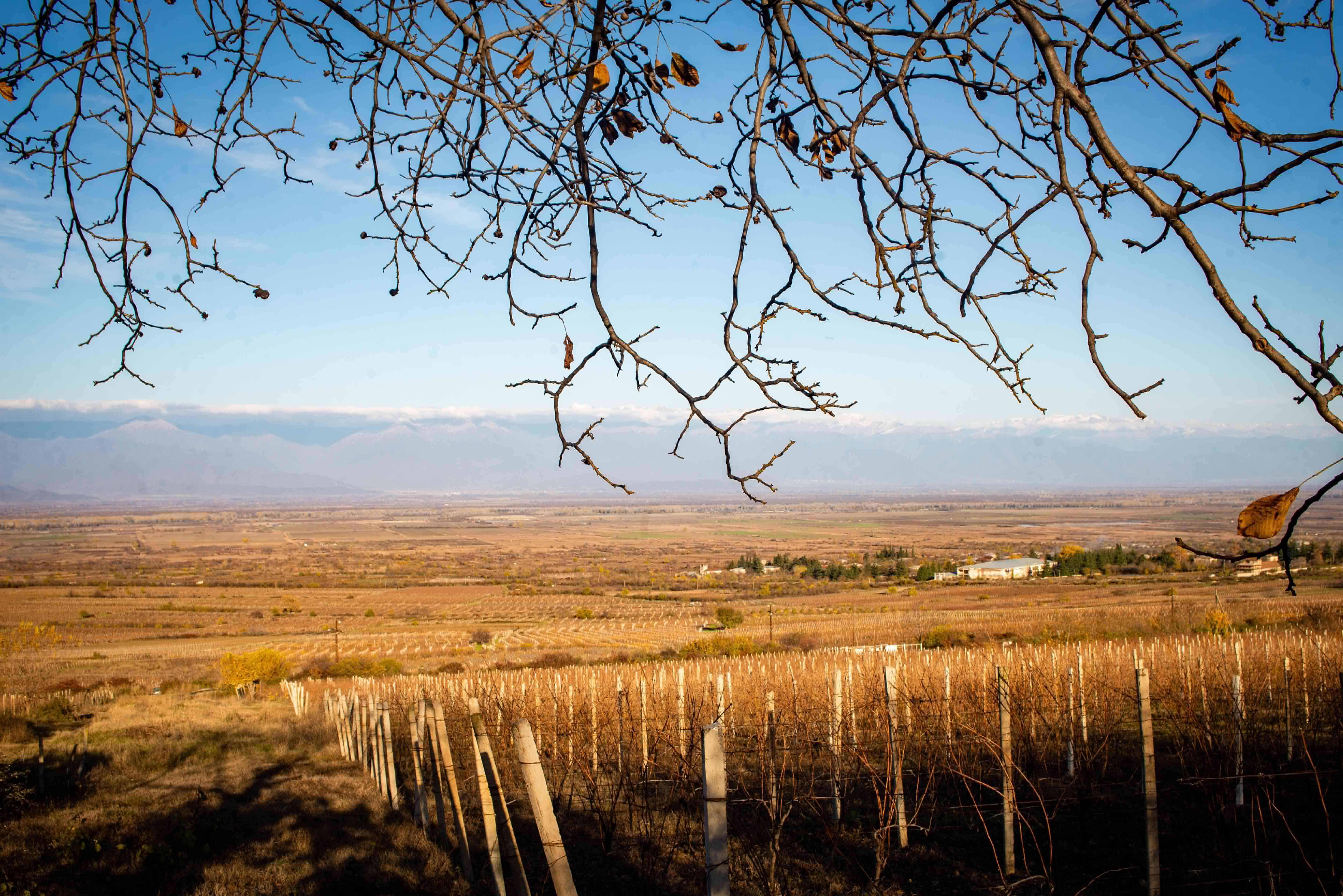 Gurjaani Natural Winemaking