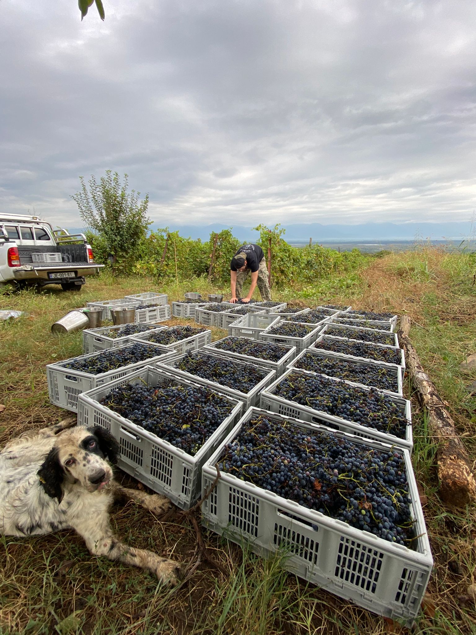 The 2023 harvest in Kakheti was decimated by diseases and natural disasters