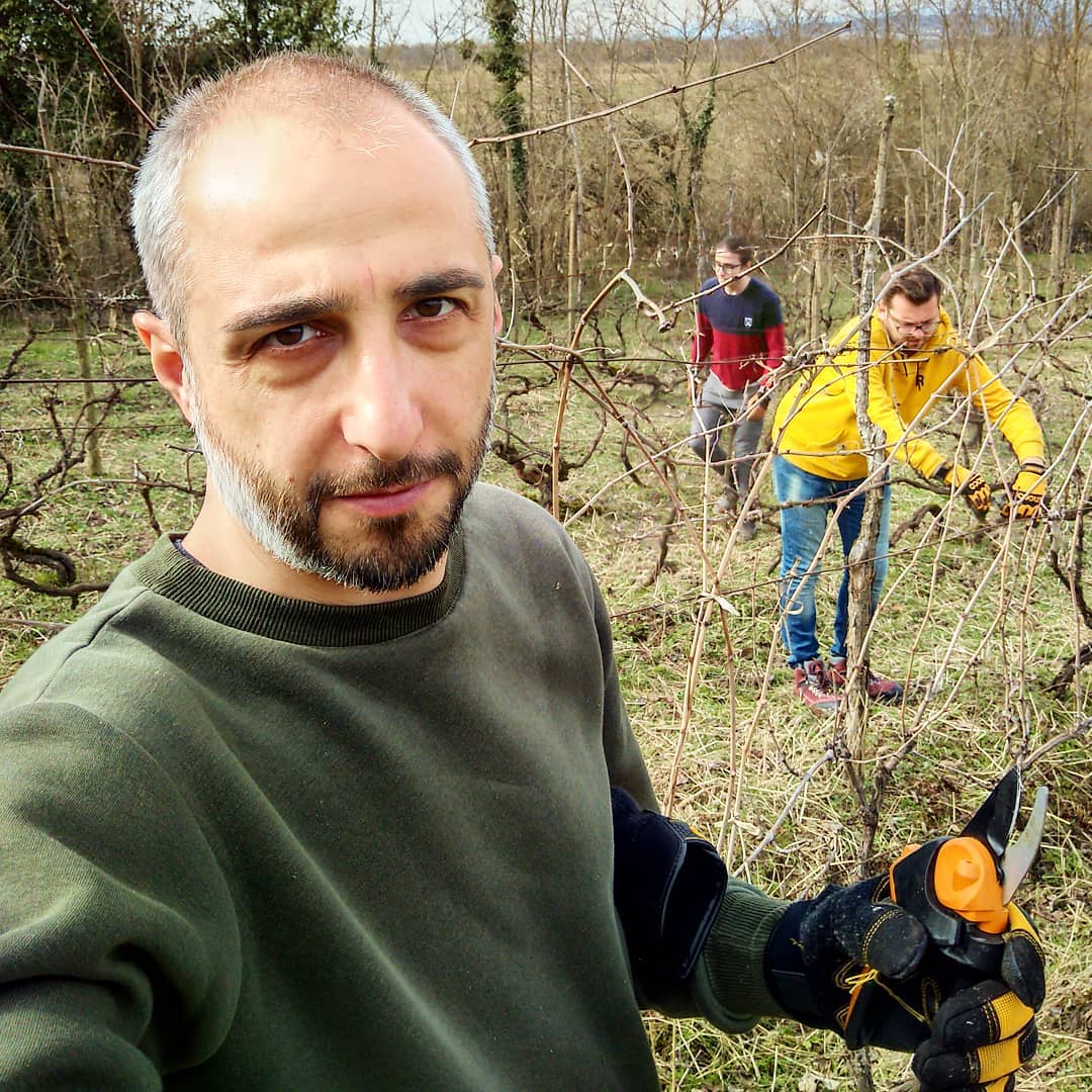 Proper vineyard treatment using the example of one member