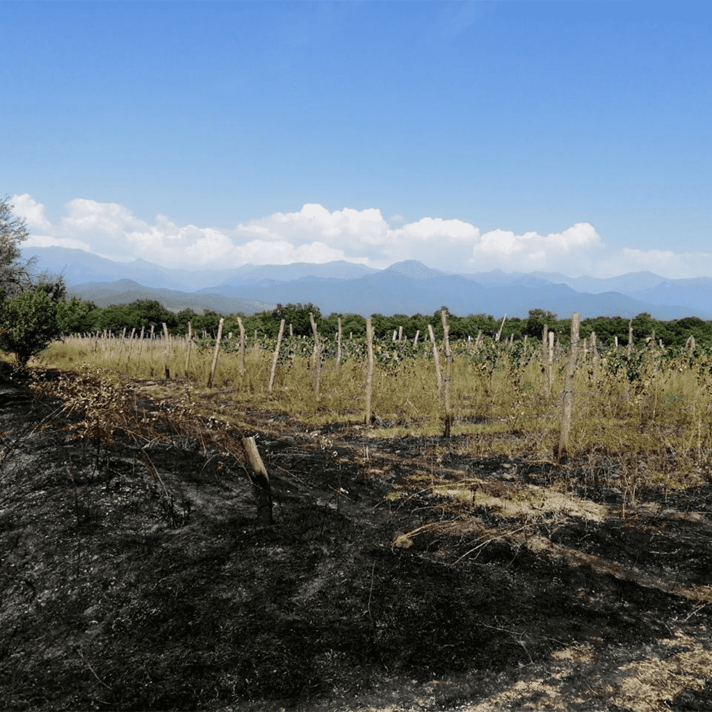 Uncontrolled field fires destroy vineyards