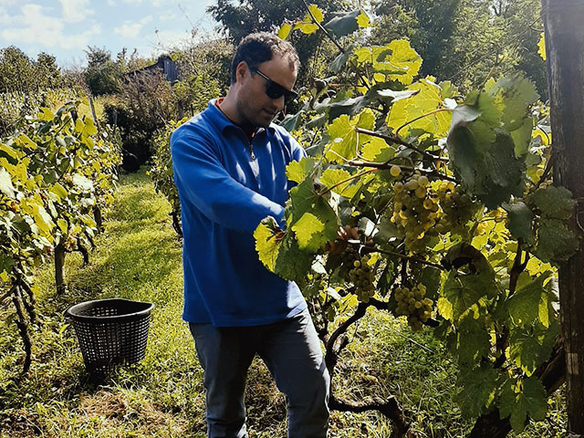 2023 harvest in Imereti